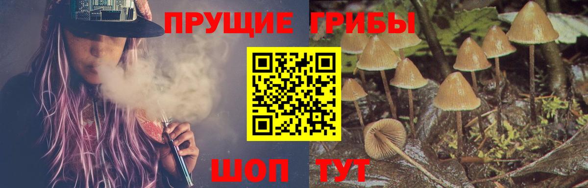 Каменка  Псилоцибиновые грибы Psilocybe  Вход с VPN 